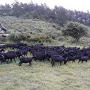 달뜨기흑염소목장 이미지