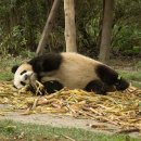 연어판다 이미지