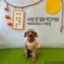 인계초등학교 | 수원 인계동 애견미용 포포하우스 푸들 클리핑+가위컷