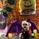 댕겨오시개 이미지