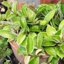 호야, 내아이 이미지