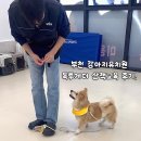 청심부천교육센터 | 부천 강아지교육 : 옥길동 독투게더 - 중형견 산책교육 후기