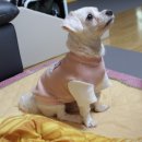 와그리그