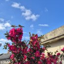 걷다가,봄 | 입춘에 제주 올레길을 걷다가 만난 봄의 전령사들