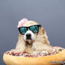 멍멍뷰티 이미지