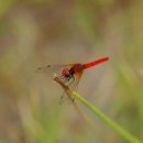 잠자리(Dragonfly)