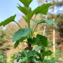 횡계고려의원 이미지