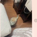브리돌스