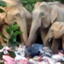 Motorist films jumbos eating rubbish 이미지