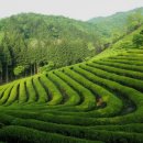 보성 에덴 컨트리클럽 이미지