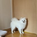 몽몽이털 이미지