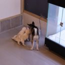 멍멍 애견미용 이미지