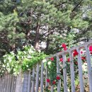 백조현대@ 이미지