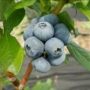 영후농장 이미지