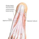 족저근막(Plantar fascia) 이미지