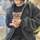 부산강아지분양 알프펫 이미지