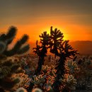 Joshua Tree National Park 1박2일 캠프 이미지