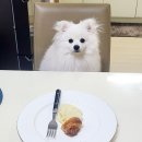 별이와콩이 이미지