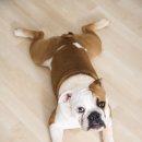 내곁에동물병원 이미지