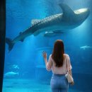 물속풍경수족관 | 오사카 가이유칸 수족관 시간 예약 입장권 주유패스