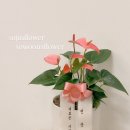 다산동개업화분 추천, 다산법조타운·남양주경찰서 축하화분 당일배송 꽃집