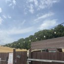 댕글라이프 이미지