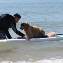 독(DOG)도 이미지