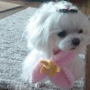 라임오렌지 이미지