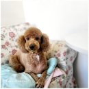 몽이 애견샵 이미지