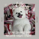 청담짝태앤연어 | 메디코펫 덴탈바 :: 심장병 강아지 간식 부드러운 양치껌 덴탈껌 추천 | 내돈내산 솔직후기