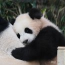바오버거 이미지