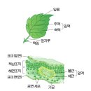 우산나물(Syneilesis palmata) 이미지