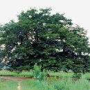 영풍 단촌리 느티나무 이미지