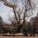 정경부인 이미지