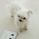 애견미용실 꽃개 이미지