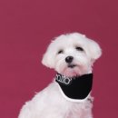 발토(BALTO) 이미지