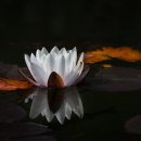 풍호초등학교사거리 이미지