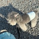 한원 | 제주 애견동반 숙소 협재 근처 독채 개별 욕실 | 감성 가득한 클랭블루수동 한원가옥 후기