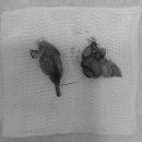 Dr.오즈동물병원 이미지