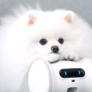 (주)펫둥이 네이버블로그