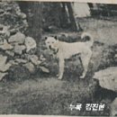 체형과 얼굴이 장대한 백구 '태백이' 이미지