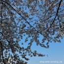 도림천화장실 | [서울 벚꽃 명소] 신도림 도림천 안양천 벚꽃길 꽃터널 주차 대중교통