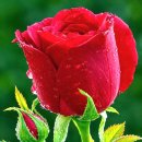 Yakety Sax 수다쟁이 색소폰 - Boots Randolph. Ray Stevens, Chet Atkins. 외 이미지