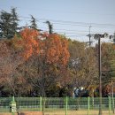 동락공원 반려동물 놀이터 이미지