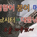 남창낚시터 10월 7일 향어,메기,붕어 방류 이미지