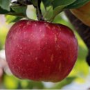 봉화농장 이미지