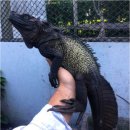 파충류샵 스마일게코 이미지