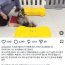 메리펫 애견유치원 이미지