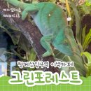 그린포레스트 | [청계산입구역 이색 카페] 카멜레온을 코앞에서 보는 그린포레스트 | 내돈내산 후기