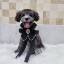 클래시독스 이미지